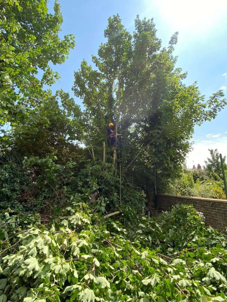 This is a photo of an overgrown garden, where the trees are being felled. There is a tree surgeon standing on the tree cutting the branches off, and there are lots of branches below him that have already been felled. Photo taken by Ely Tree Surgeons.