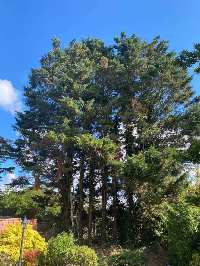 This is a photo of a garden with eight massive trees at the end of the garden. The tree surgeon is just starting work, and is carrying out a mixture of tree pruning, and crown reduction. Photo taken by Ely Tree Surgeons.