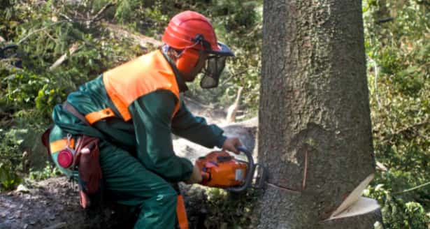 This is a photo of a tree surgeon cutting into the base of a large tree which is being felled. He is using a petrol chainsaw. The tree is about sixty inches wide. He has already cut out a wedge to allow it to fall in a certain direction, and is just doing the final cut in the photo. Photo taken by Ely Tree Surgeons.