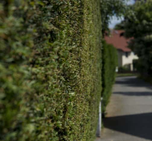 This is a photo of hedge cutting running along the front of a house and the road is also visible. Photo taken by Ely Tree Surgeons.