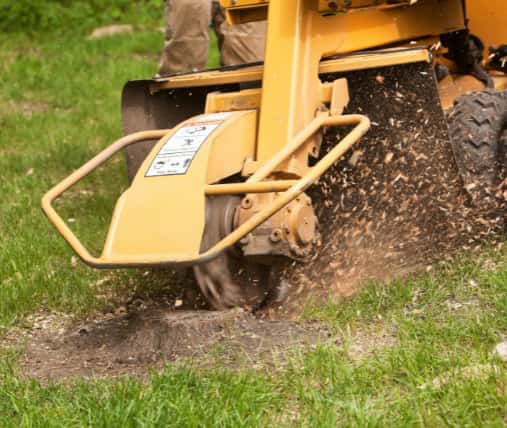 This is a photo of a stump grinding machine being used to remove a tree stump in a field. Photo taken by Ely Tree Surgeons.