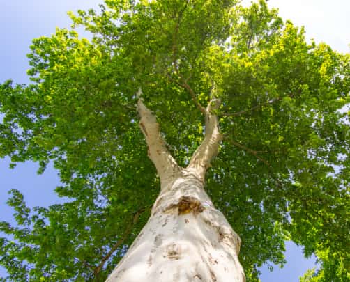 This is a photo of a tree that has just received crown reduction. The photo is taken from the tree base looking up at the crown. Photo taken by Ely Tree Surgeons.