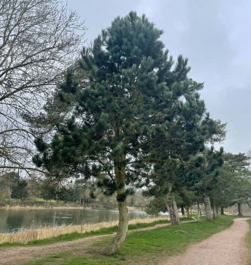 This is a photo of a well groomed tree located in a park, there is a path to the right hand side, and a lake to the left hand side. Photo taken by Ely Tree Surgeons.