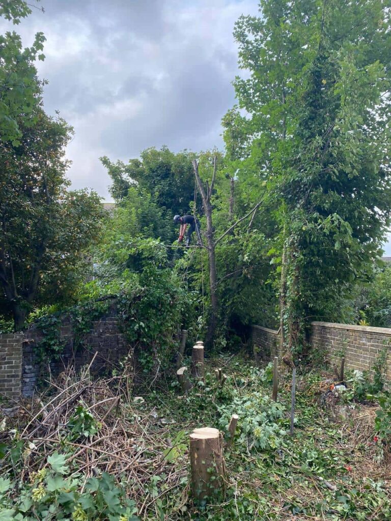 This is a photo of an overgrown garden, where the trees are being felled. Four large trees have already been felled, and there is a tree surgeon standing on the final one, about to cut it down. Photo taken by Ely Tree Surgeons.