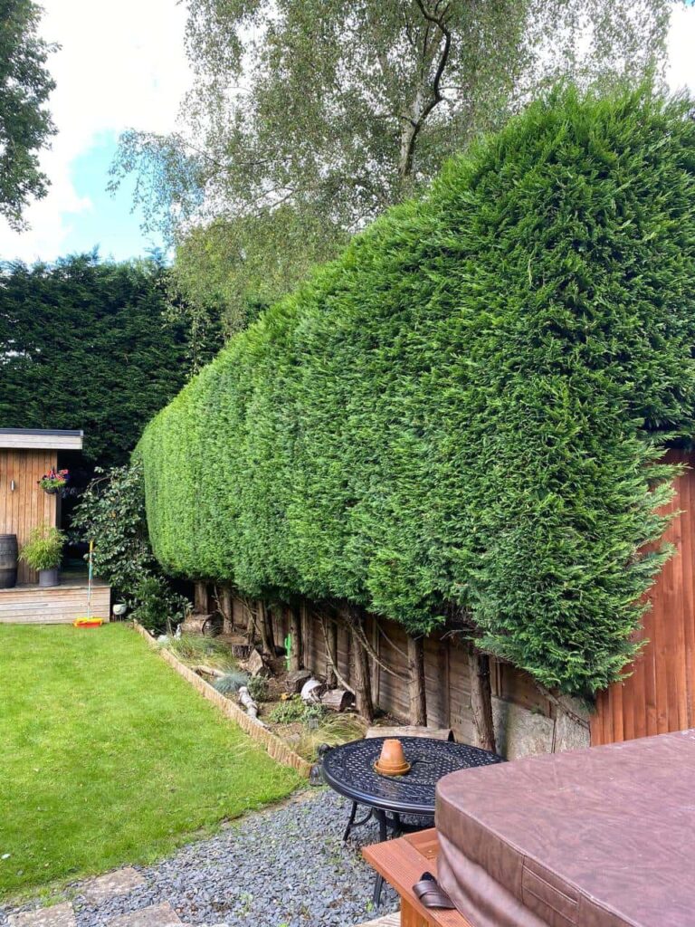 This is a photo of a hedge that has just been trimmed in a garden. The hedge is about 10 Metres long and runs along the right hand side along the garden iteslf. Photo taken by Ely Tree Surgeons.