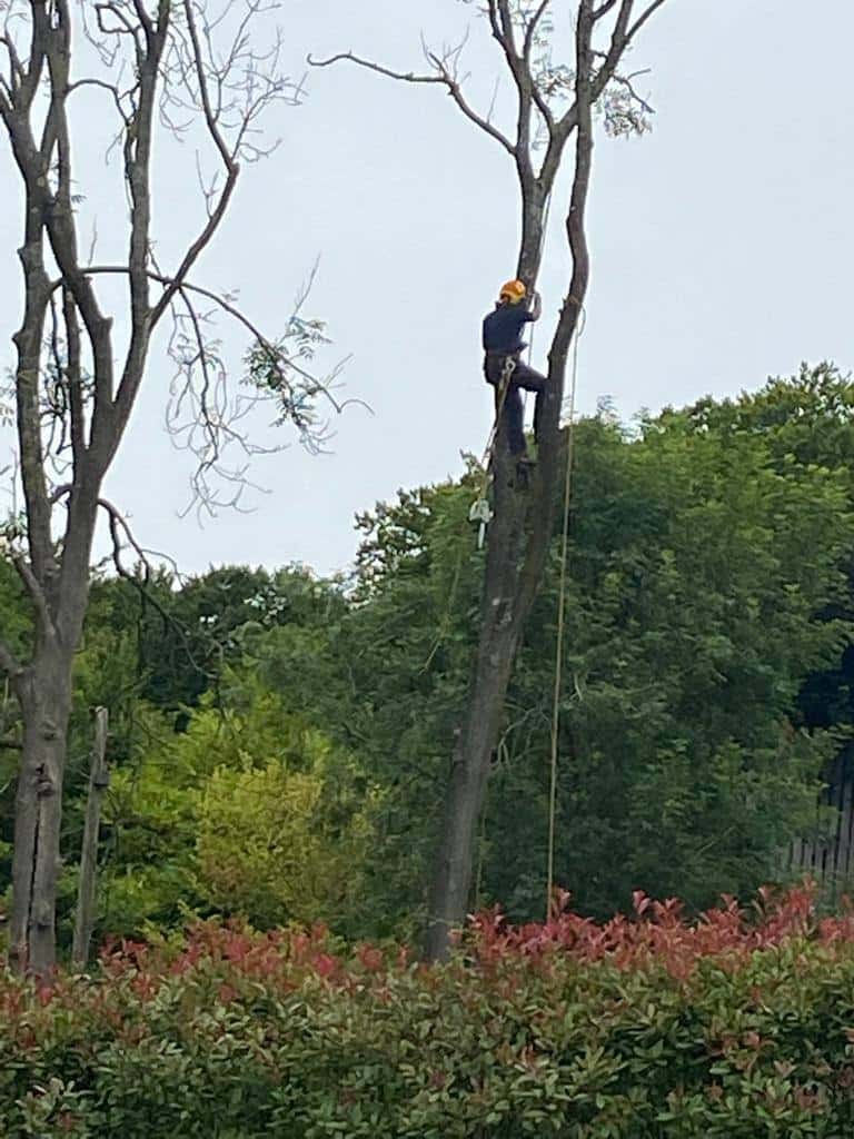 This is a photo of a professional tree surgeon who has climbed a tree, and is removing limbs from it. He is removing the tree completely in sections. Photo taken by Ely Tree Surgeons.