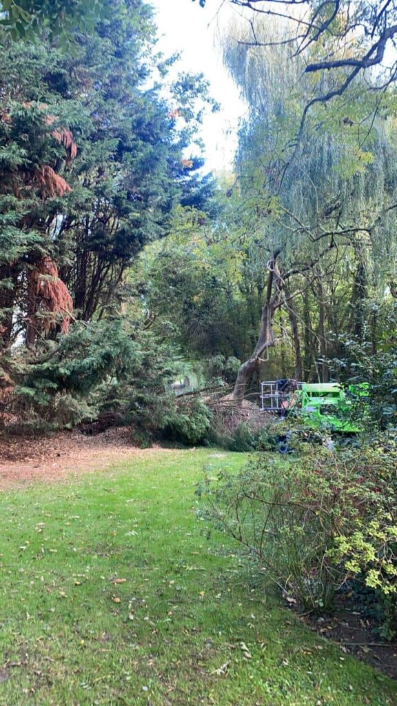 This is a photo of an overgrown garden, with many large trees at the end of it which are being felled. There is a cherry picker in the photo which is being used to gain access. Photo taken by Ely Tree Surgeons.